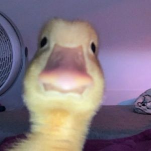 Meet your Posher, Alexia